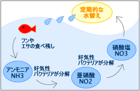 アクアランドはなばた