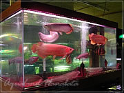 アクアランドはなばた