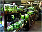 アクアランドはなばた