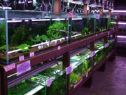 アクアランドはなばた