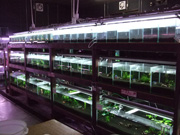 アクアランドはなばた