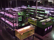 アクアランドはなばた