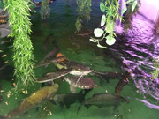 アクアランドはなばた