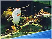 アクアランドはなばた