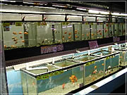 アクアランドはなばた