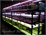 アクアランドはなばた