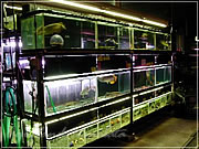 アクアランドはなばた