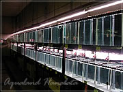 アクアランドはなばた