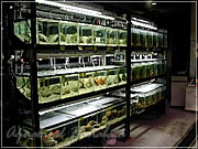 アクアランドはなばた