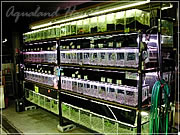 アクアランドはなばた