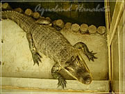 アクアランドはなばた